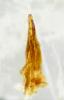Scirtes orbicularis